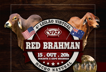 4º LEILÃO VIRTUAL RED BRAHMAN MOCHO NATURAL